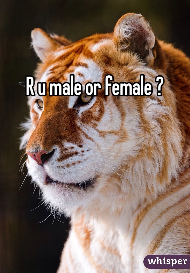 R u male or female ?