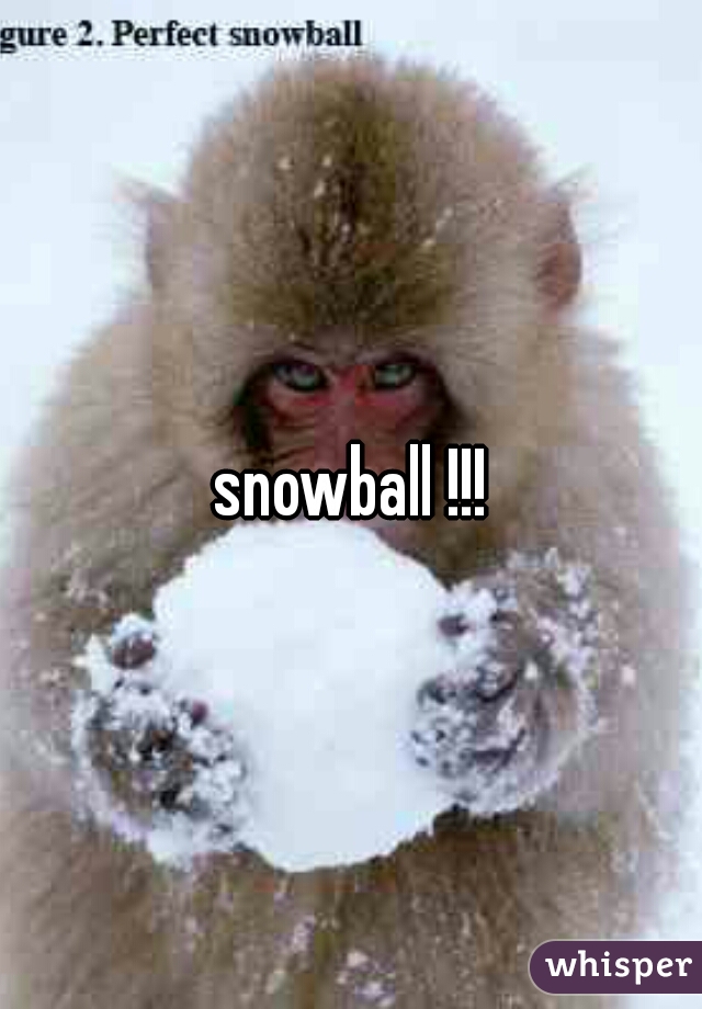 snowball !!!