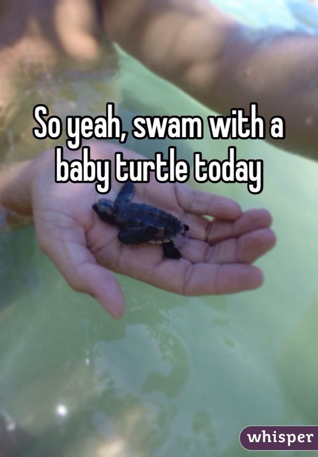 So yeah, swam with a baby turtle today 