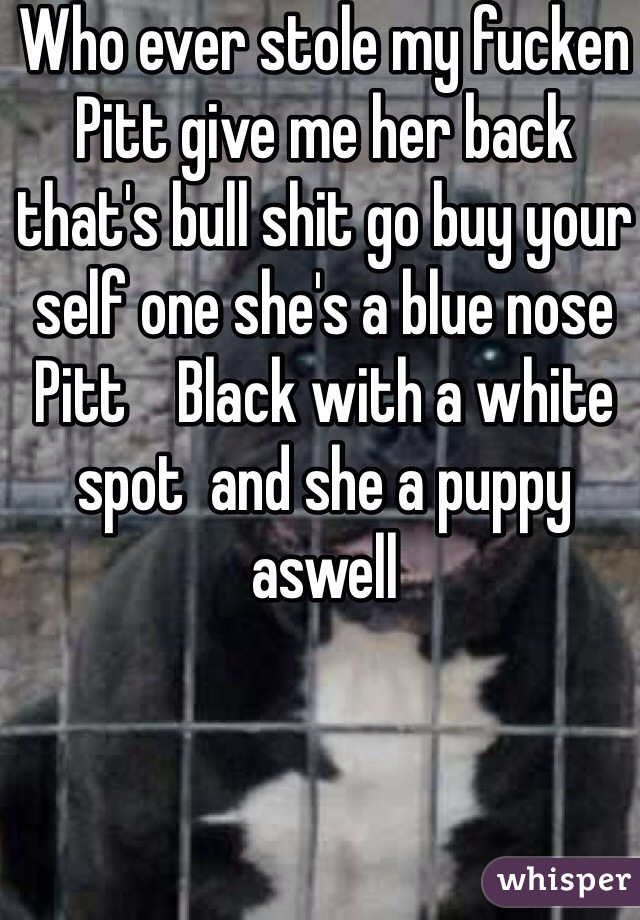 Who ever stole my fucken Pitt give me her back that's bull shit go buy your self one she's a blue nose Pitt    Black with a white spot  and she a puppy aswell