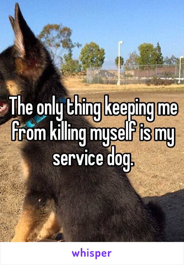 The only thing keeping me from killing myself is my service dog.
