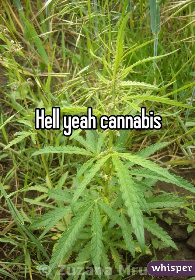 Hell yeah cannabis 