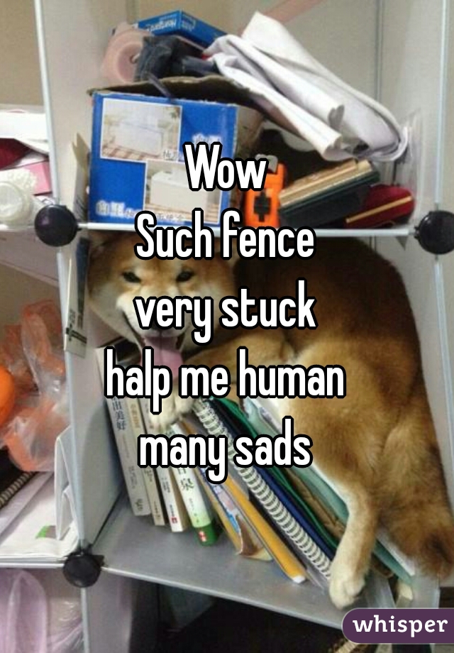 Wow
Such fence
very stuck
halp me human
many sads