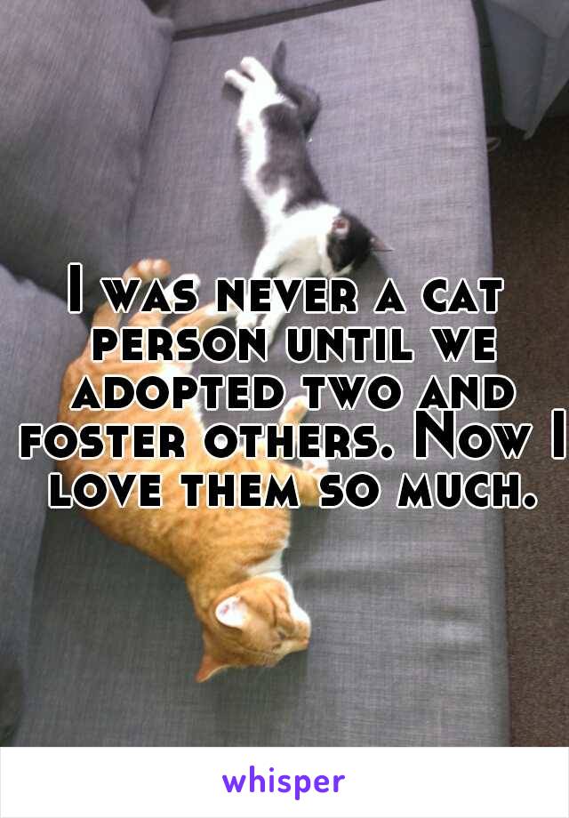 I was never a cat person until we adopted two and foster others. Now I love them so much.