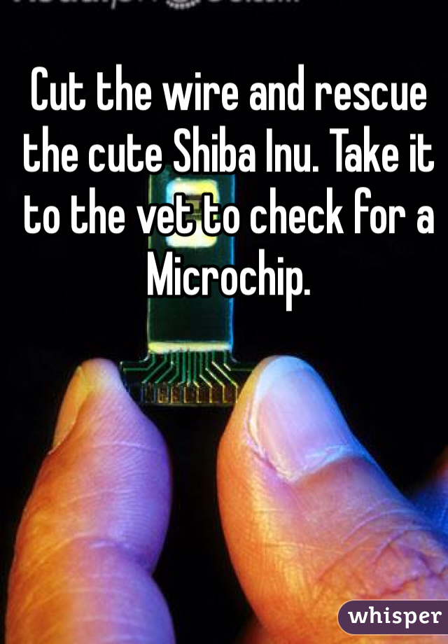 Cut the wire and rescue the cute Shiba Inu. Take it to the vet to check for a Microchip.