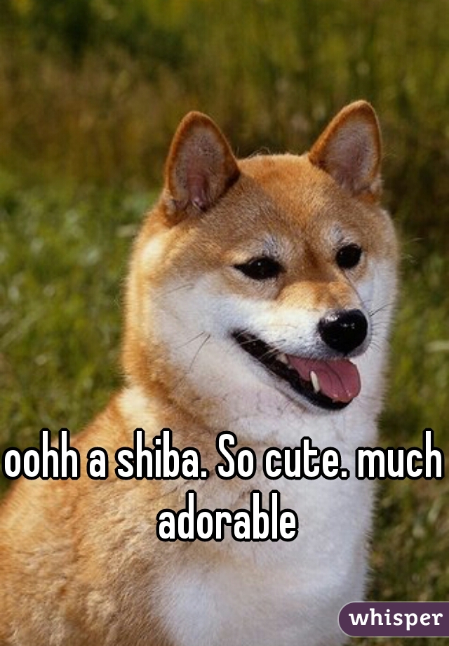 oohh a shiba. So cute. much adorable