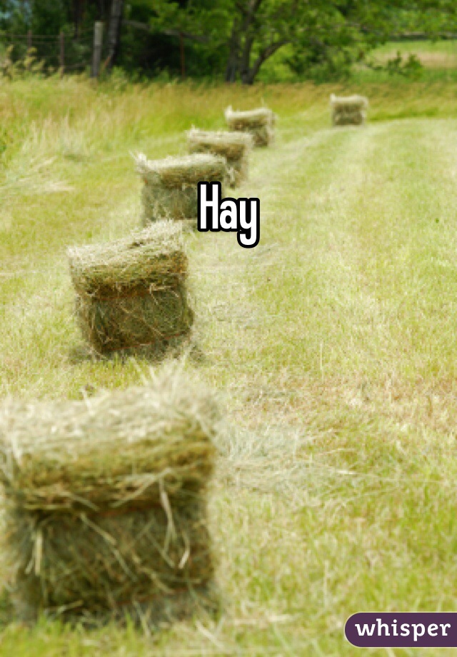 Hay