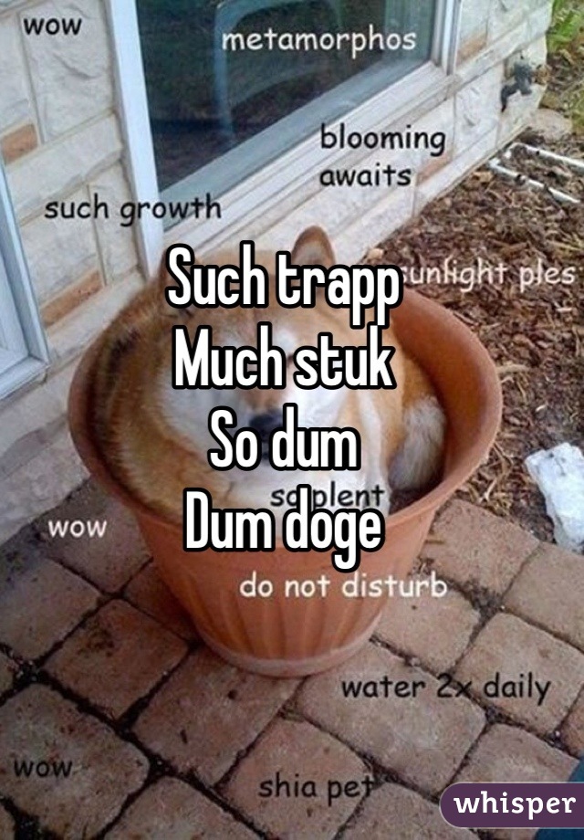 Such trapp
Much stuk 
So dum
Dum doge