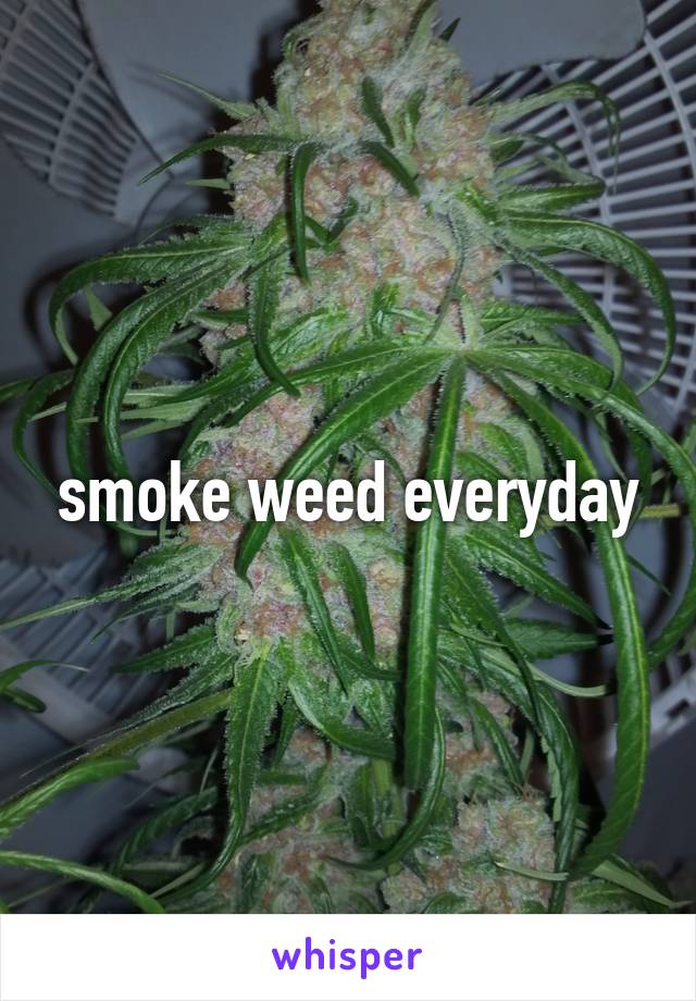 smoke weed everyday