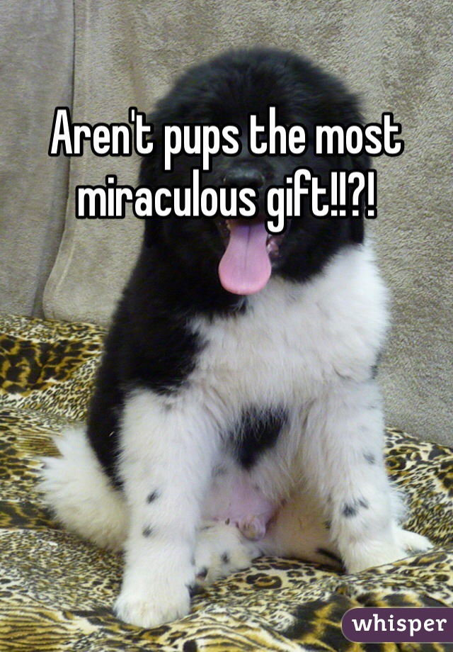 Aren't pups the most miraculous gift!!?!