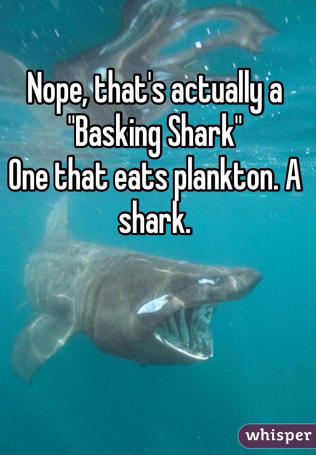 Nope, that's actually a "Basking Shark" 
One that eats plankton. A shark. 
