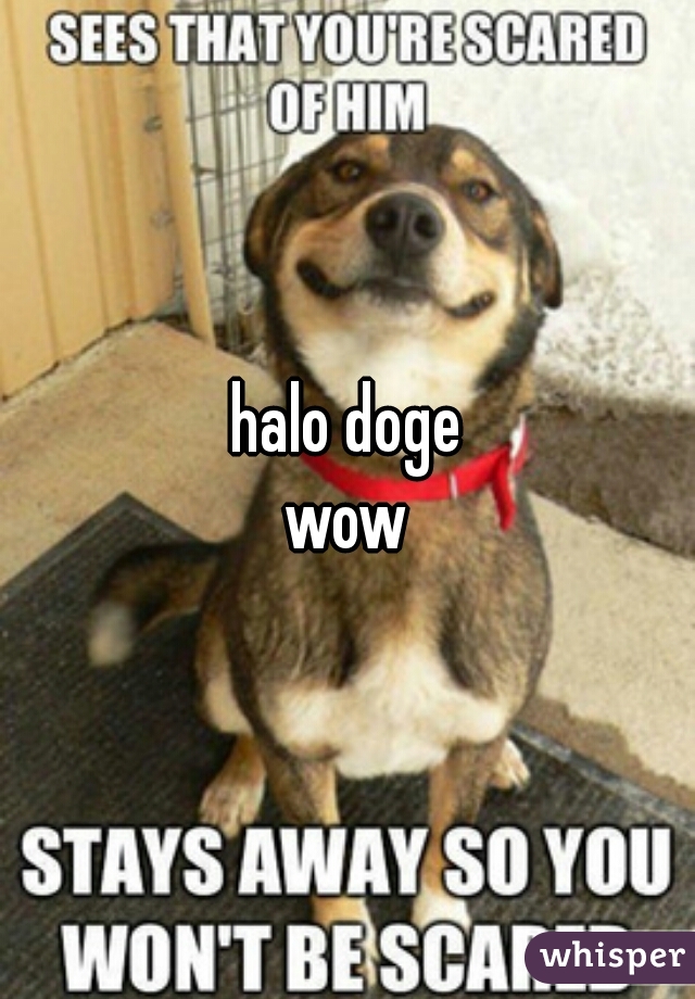 halo doge
wow