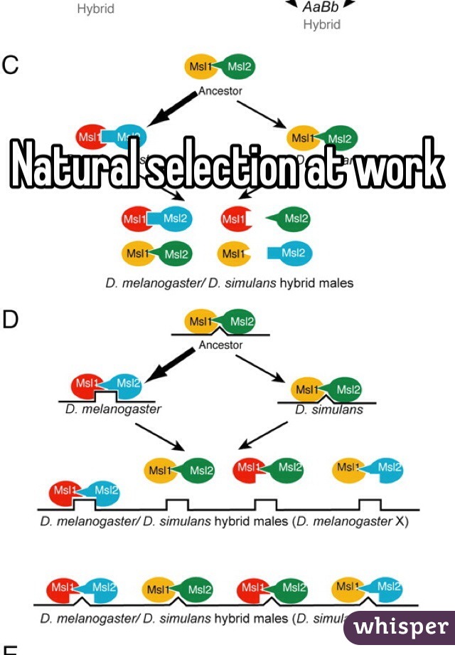Natural selection at work