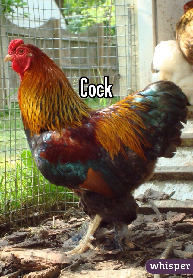 Cock 