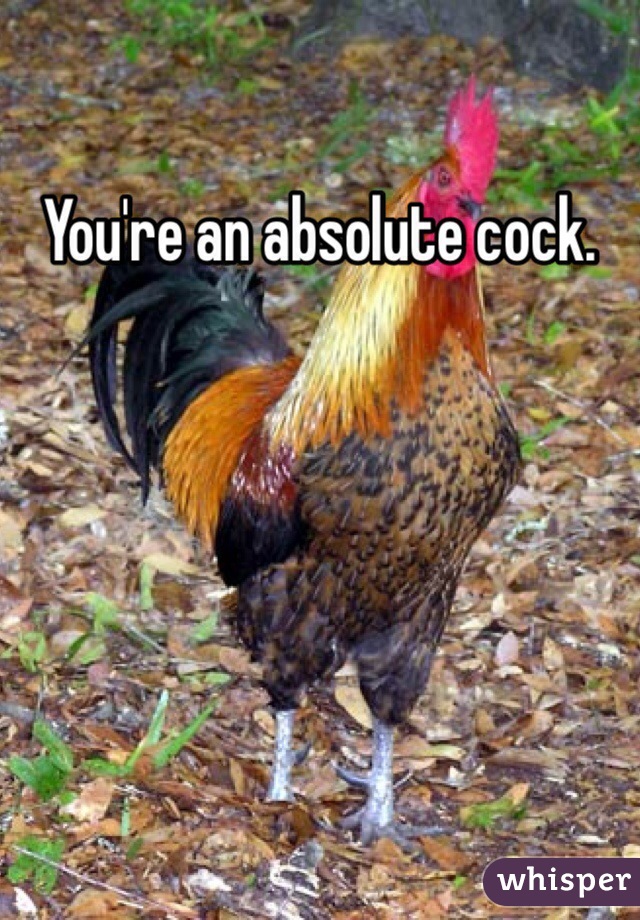 You're an absolute cock.