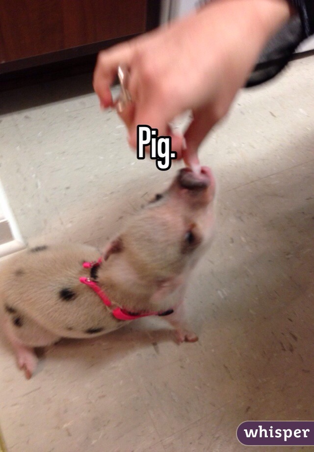 Pig.