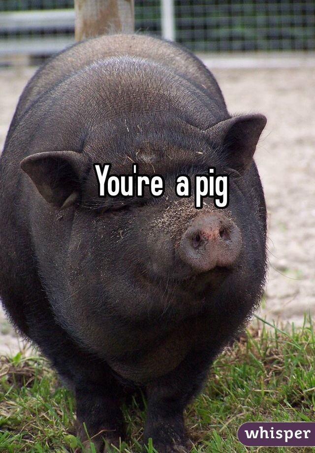 You're  a pig 