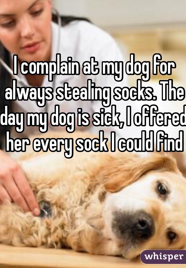 I complain at my dog for always stealing socks. The day my dog is sick, I offered her every sock I could find 