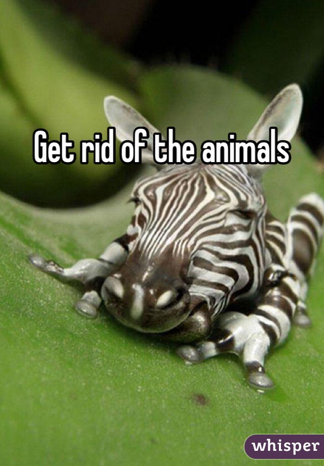 Get rid of the animals 
