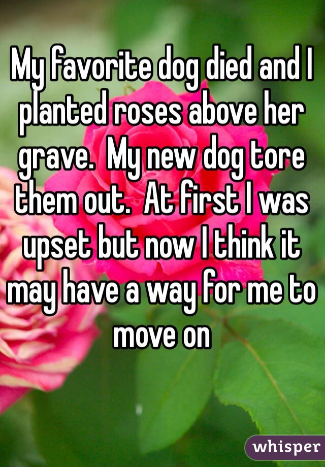 My favorite dog died and I planted roses above her grave.  My new dog tore them out.  At first I was upset but now I think it may have a way for me to move on