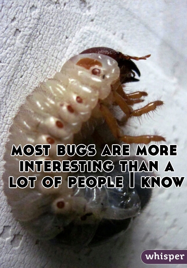 most bugs are more interesting than a lot of people I know.