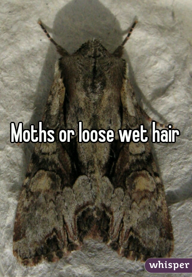 Moths or loose wet hair