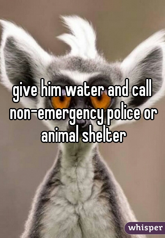 give him water and call non-emergency police or animal shelter