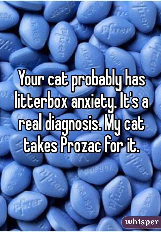 Your cat probably has litterbox anxiety. It's a real diagnosis. My cat takes Prozac for it. 