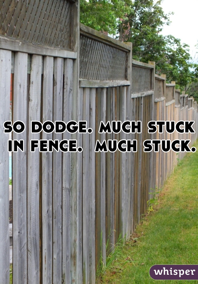 so dodge. much stuck in fence.  much stuck. 