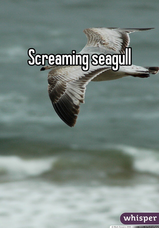 Screaming seagull