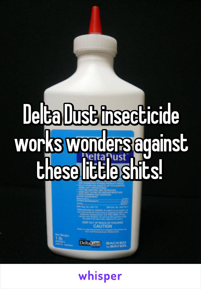 Delta Dust insecticide works wonders against these little shits! 