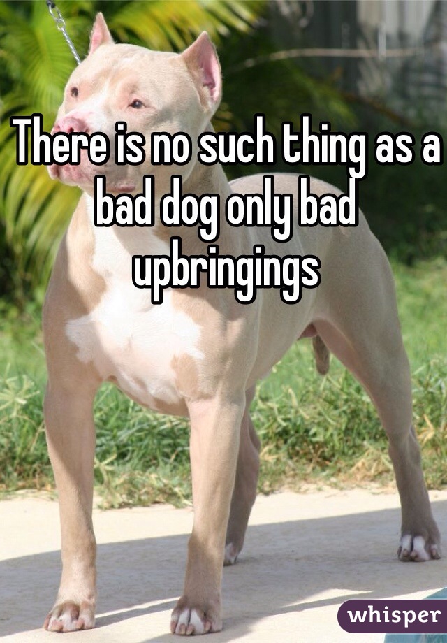 There is no such thing as a bad dog only bad upbringings
