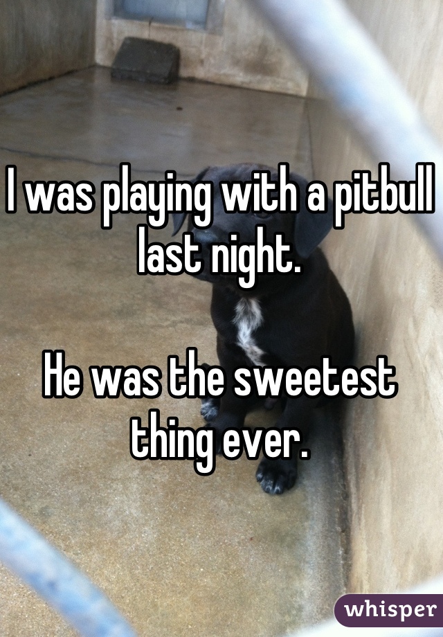 I was playing with a pitbull last night.

He was the sweetest thing ever.