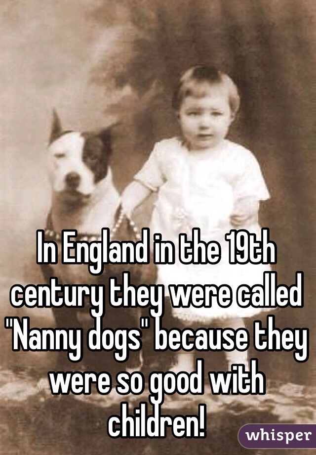 In England in the 19th century they were called "Nanny dogs" because they were so good with children! 