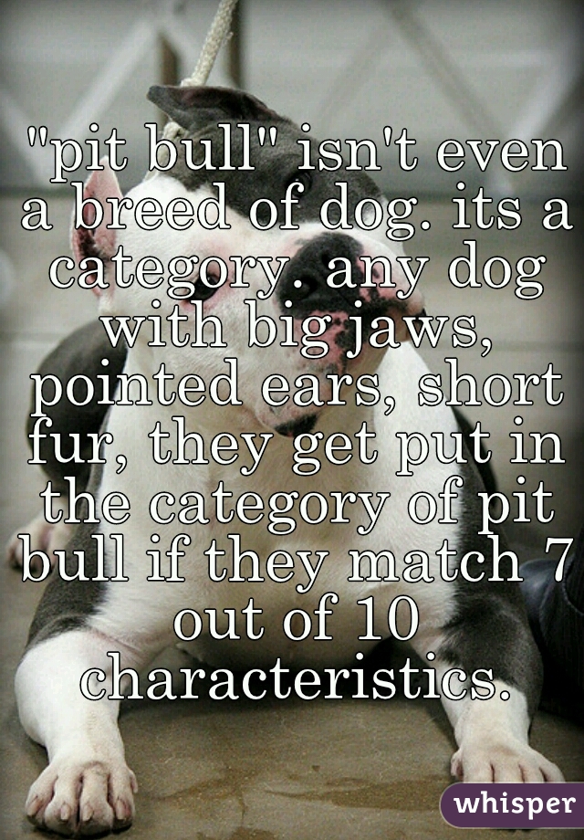 "pit bull" isn't even a breed of dog. its a category. any dog with big jaws, pointed ears, short fur, they get put in the category of pit bull if they match 7 out of 10 characteristics. 