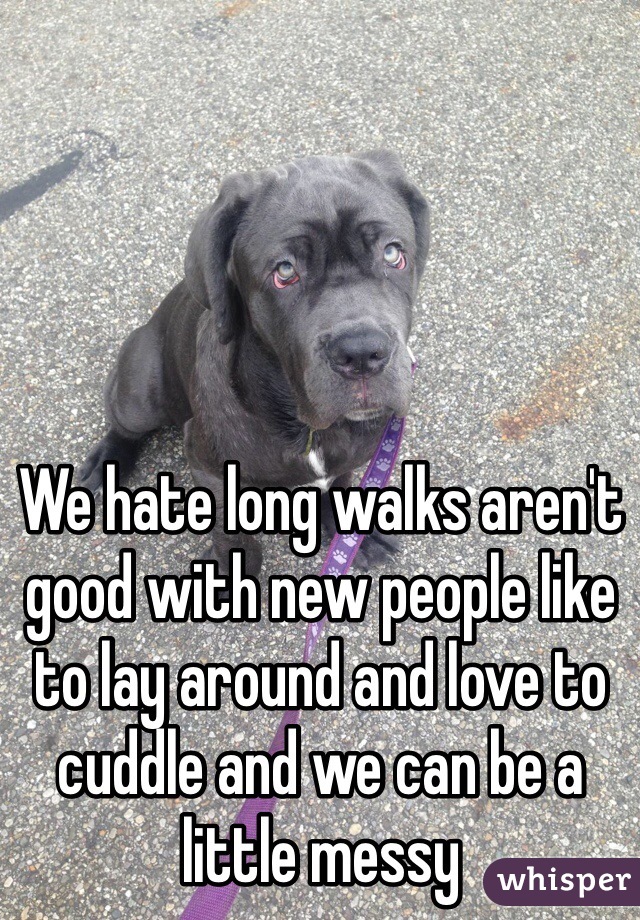 We hate long walks aren't good with new people like to lay around and love to cuddle and we can be a little messy