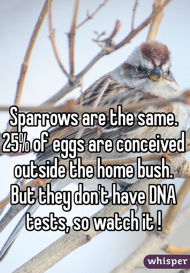 Sparrows are the same. 
25% of eggs are conceived outside the home bush. 
But they don't have DNA tests, so watch it !