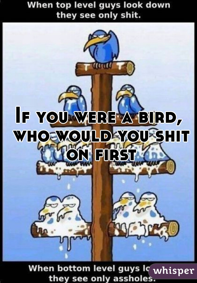 If you were a bird, who would you shit on first?