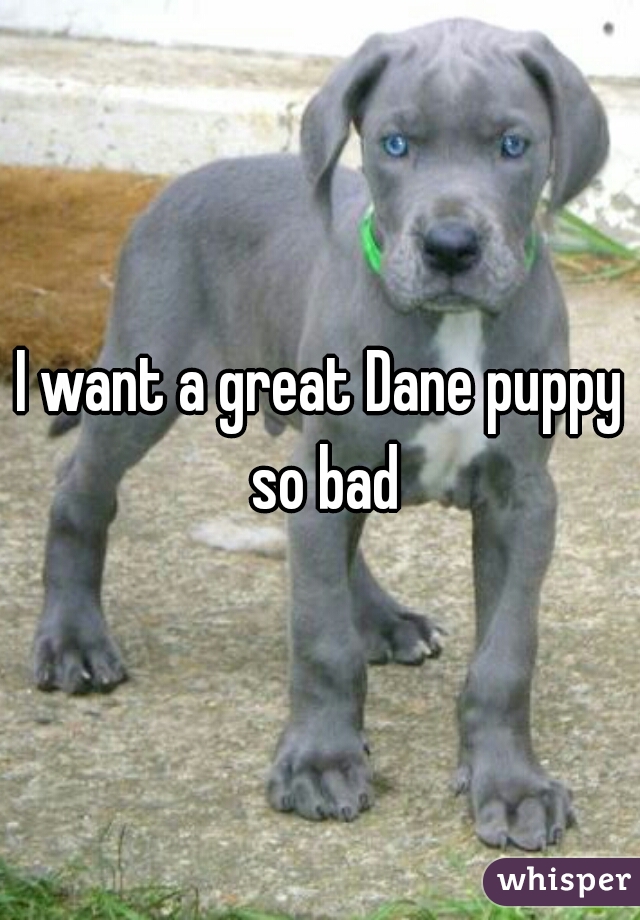 I want a great Dane puppy so bad