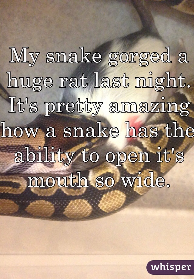 My snake gorged a huge rat last night. It's pretty amazing how a snake has the ability to open it's mouth so wide.