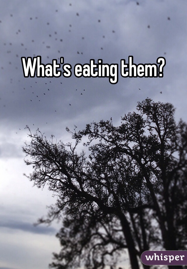 What's eating them?