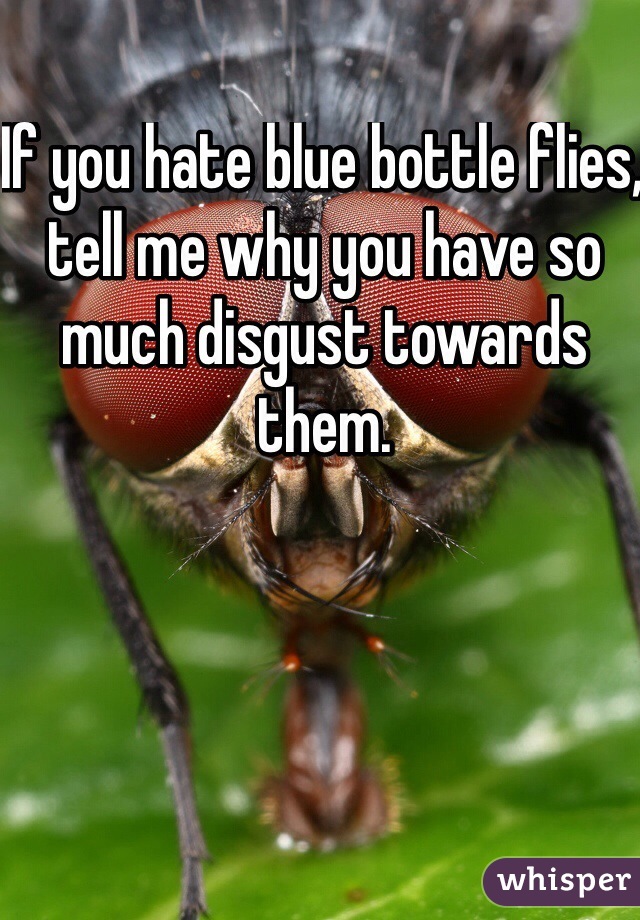 If you hate blue bottle flies, tell me why you have so much disgust towards them.