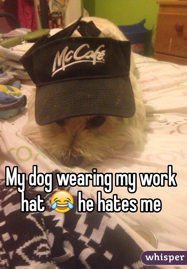 My dog wearing my work hat 😂 he hates me