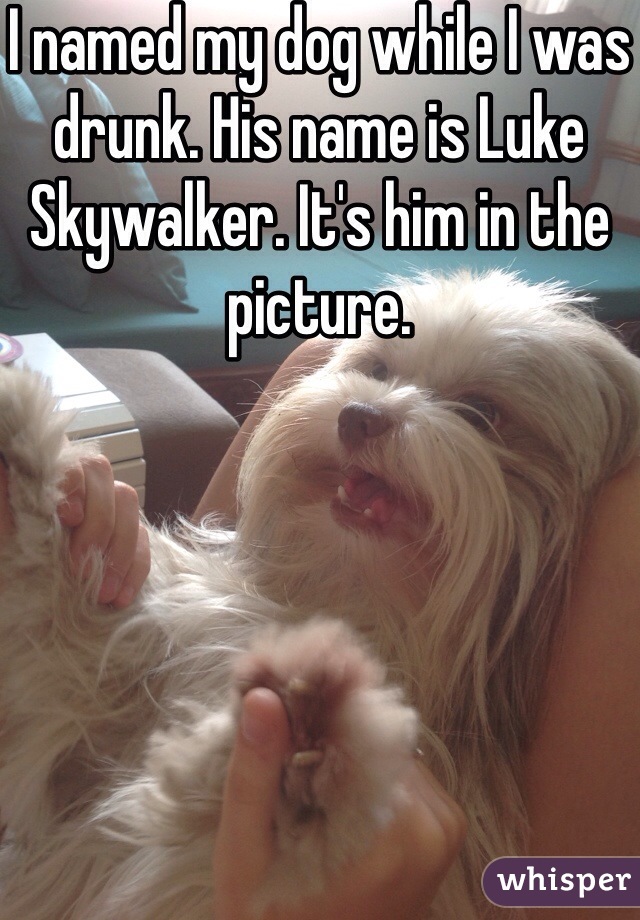 I named my dog while I was drunk. His name is Luke Skywalker. It's him in the picture.
