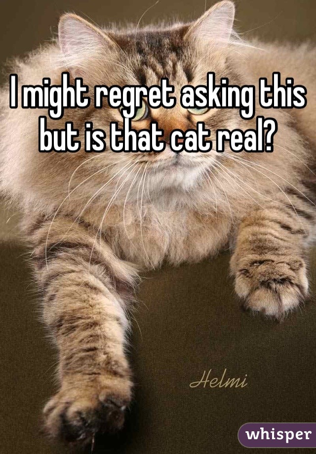 I might regret asking this but is that cat real?