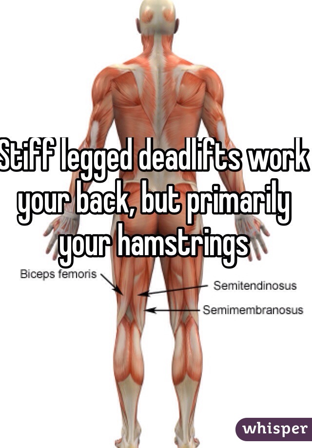 Stiff legged deadlifts work your back, but primarily your hamstrings 