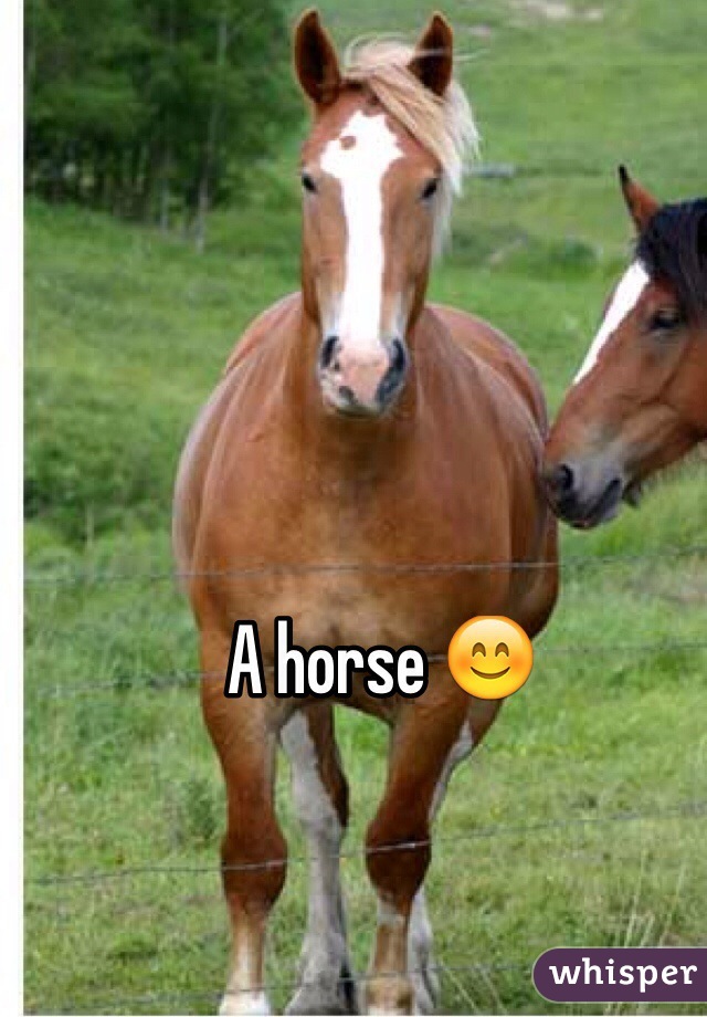A horse 😊