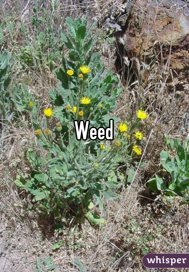 Weed