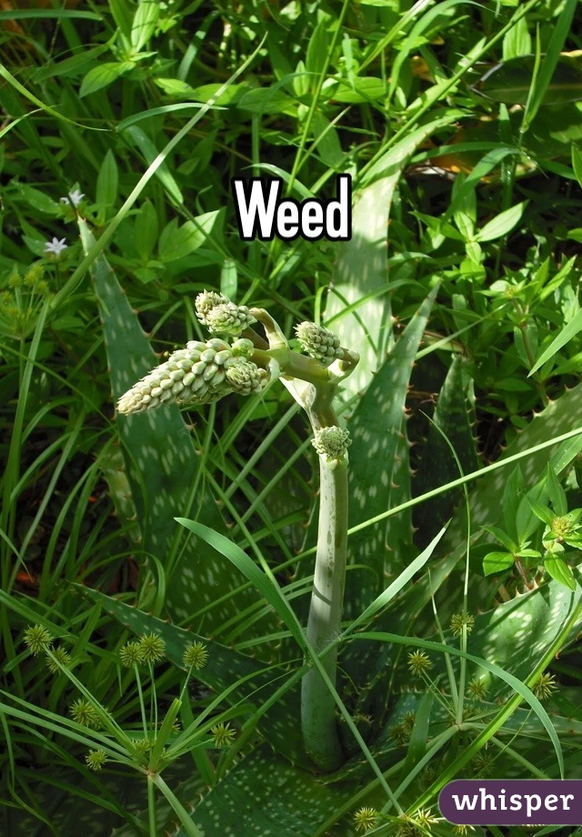 Weed