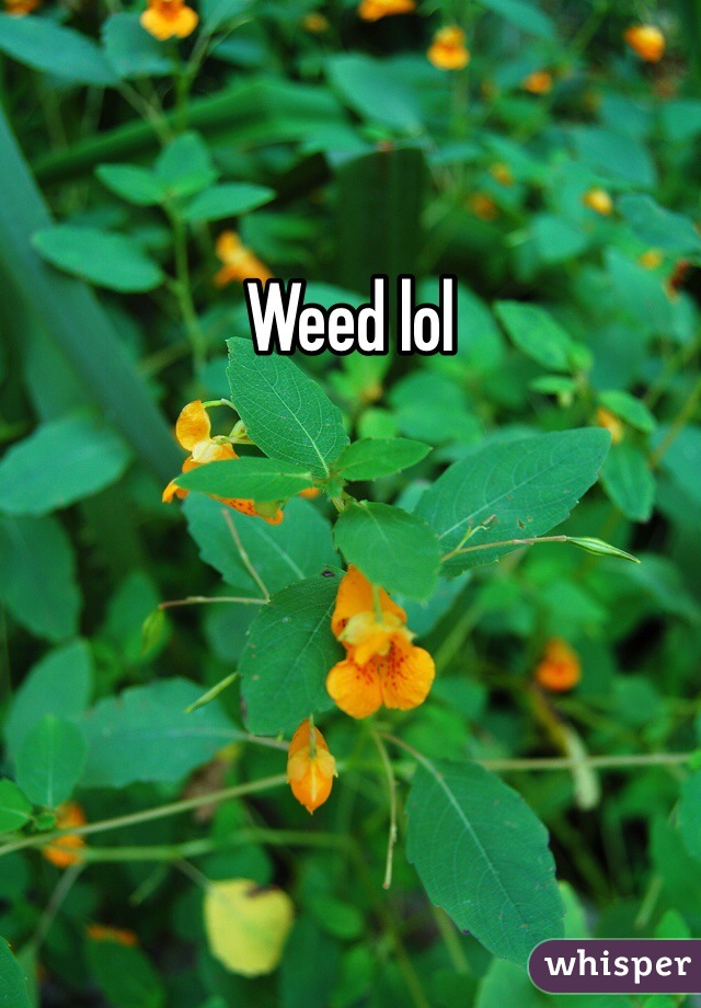 Weed lol 